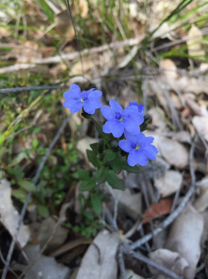 Dampiera linearis — search result for 'Goodeniaceae'