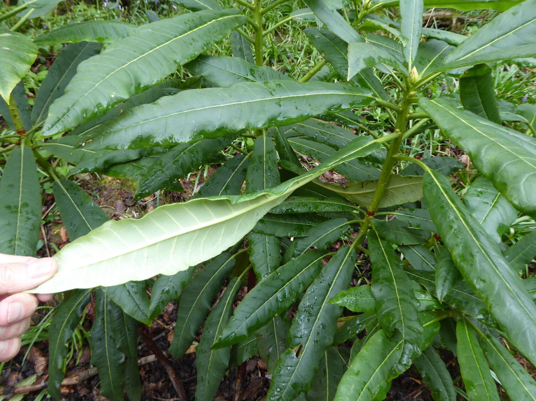 Rhododendron magniflorum leaf