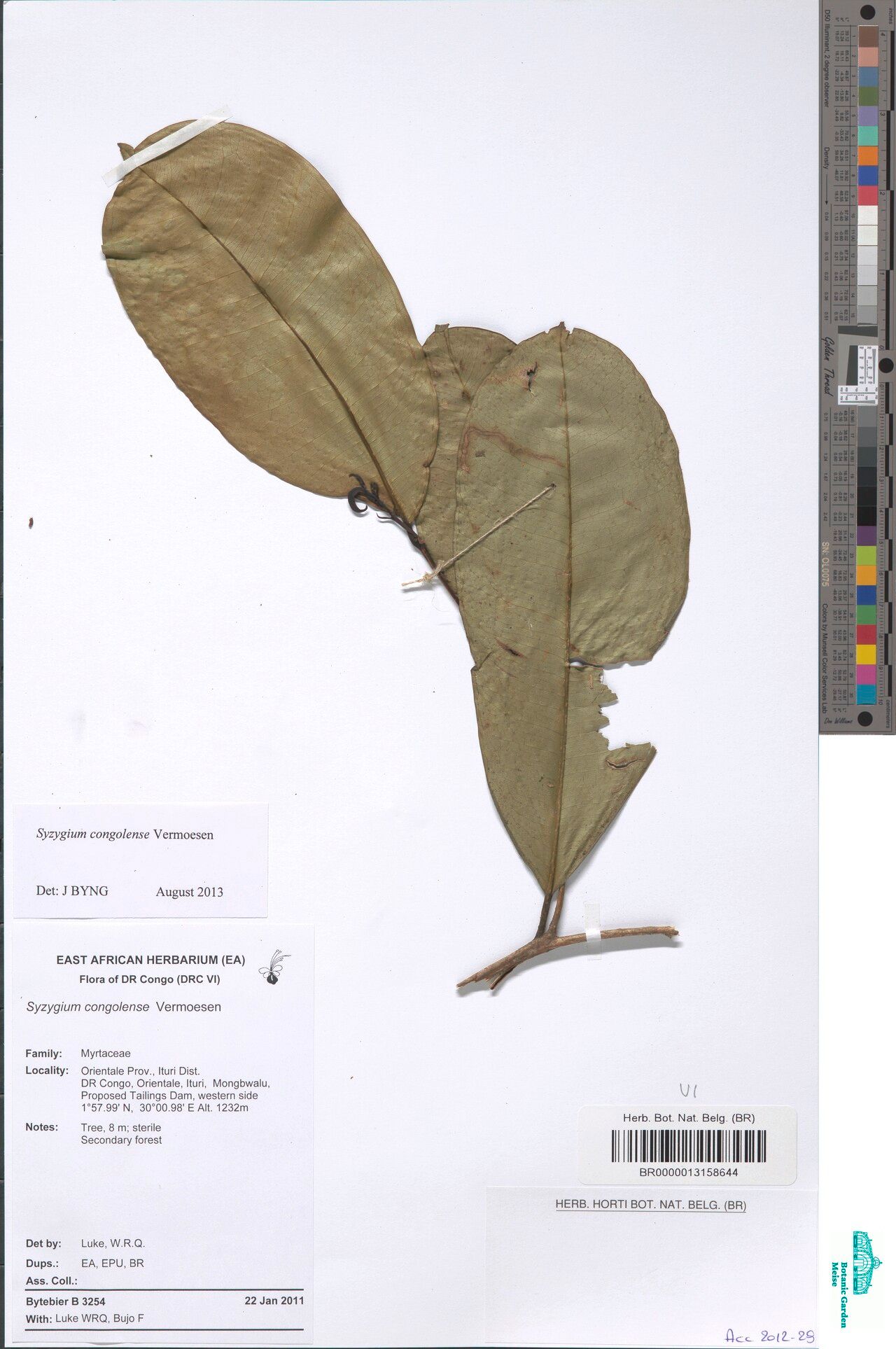 Syzygium congolense — houseplant care guide