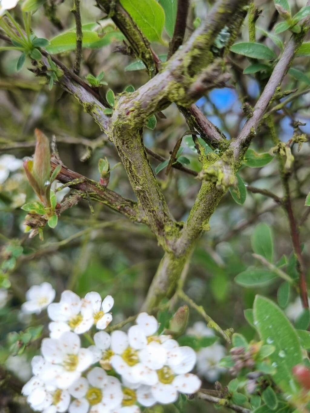 Spiraea hypericifolia bark