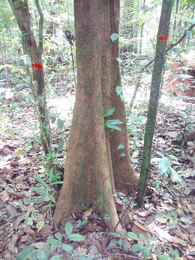 Chrysophyllum prieurii bark