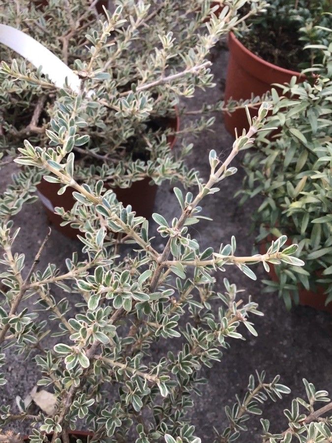 Coprosma × kirkii — houseplant care guide