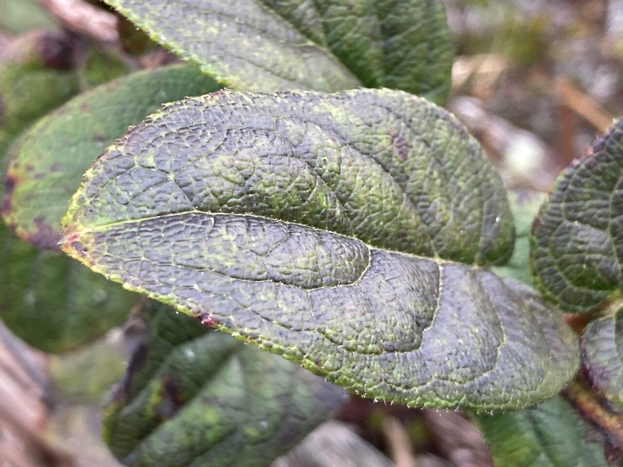 Gaultheria sclerophylla — search result for 'Gaultheria'