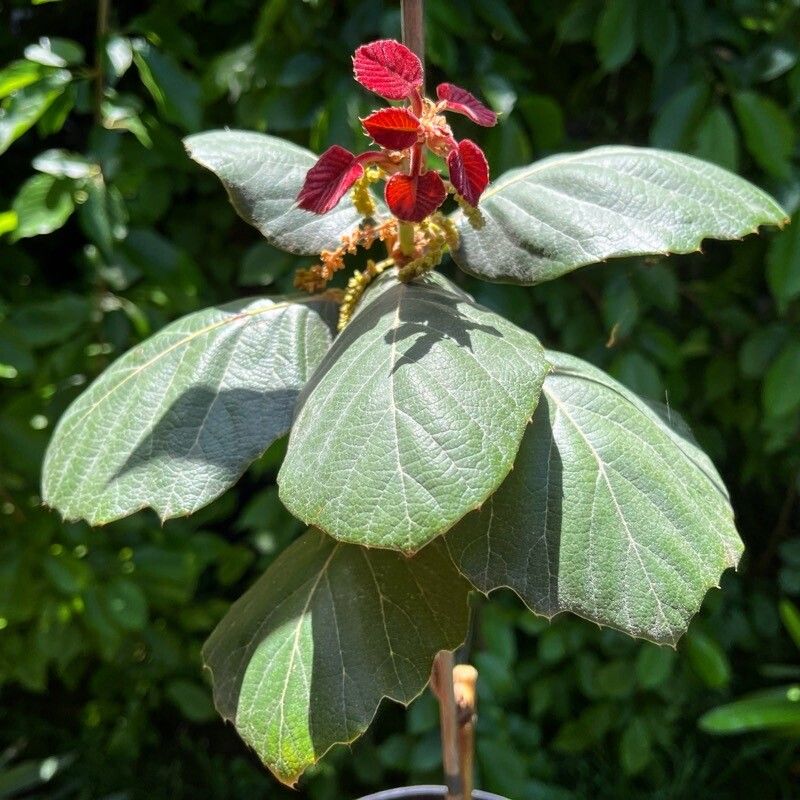 Quercus tarahumara — houseplant care guide