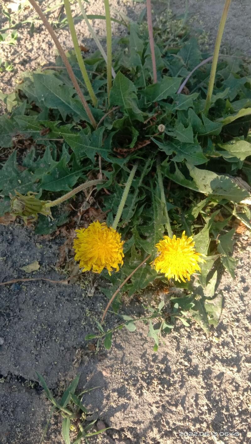 Taraxacum mattmarkense flower