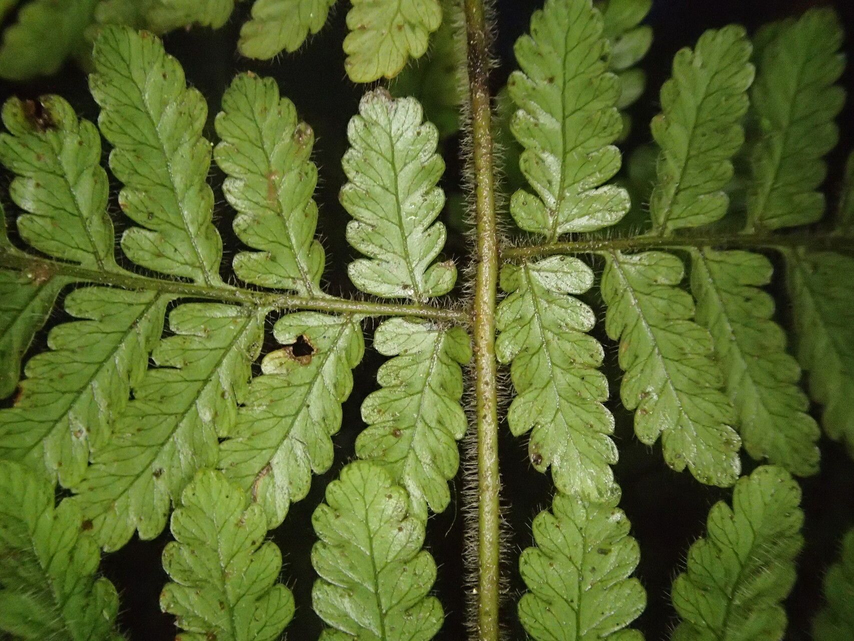 Parapolystichum barterianum — related species from the same genus