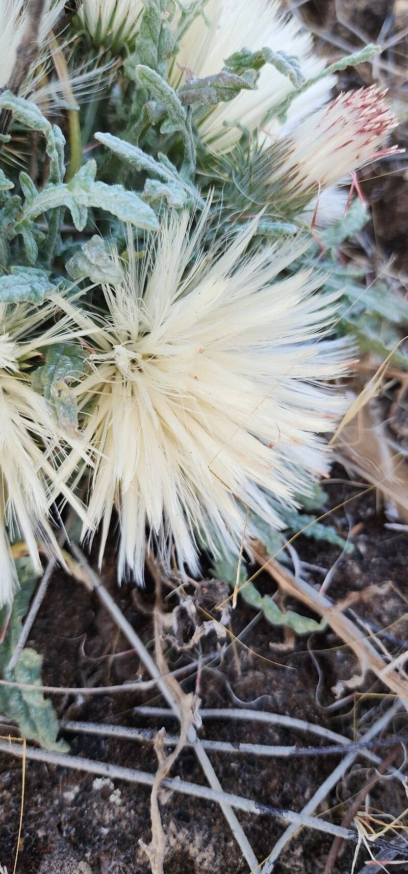 Jurinea carduiformis flower