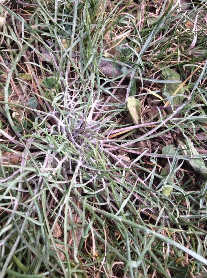 Scorzonera laciniata leaf