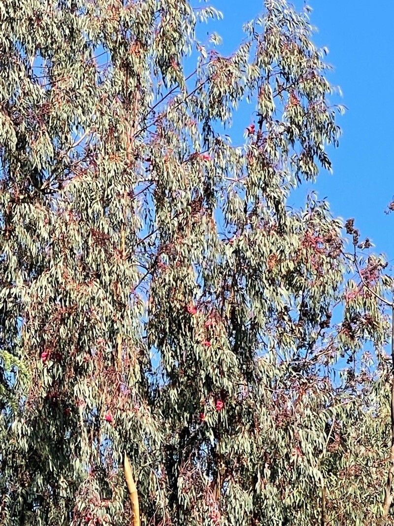 Eucalyptus sideroxylon fruit