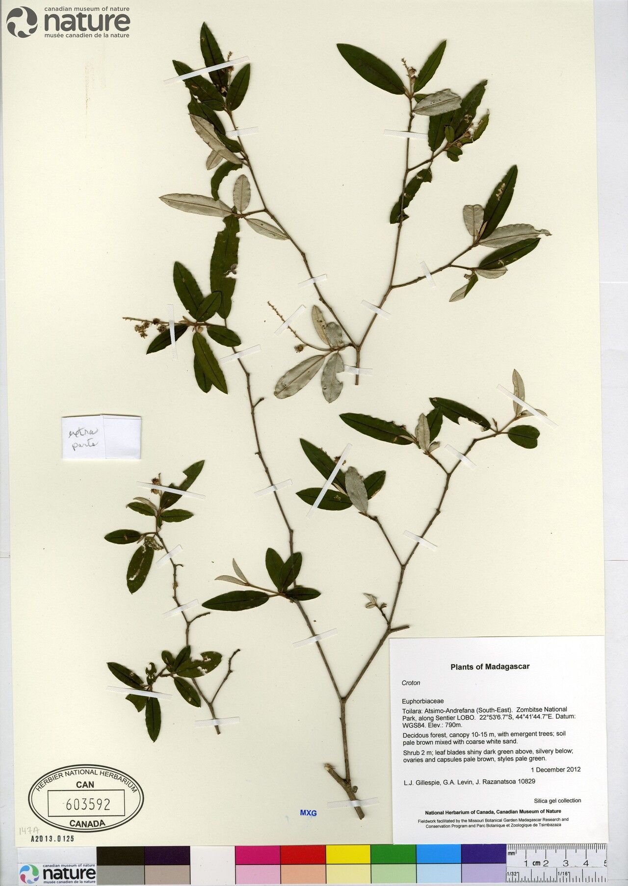 Croton isalensis — houseplant care guide