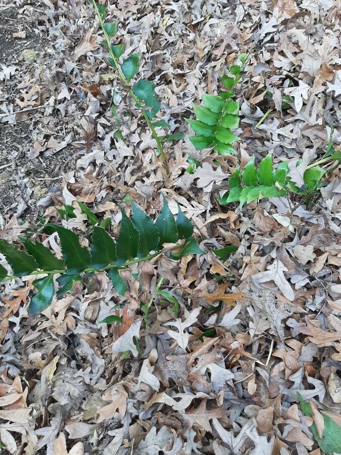 Cyrtomium fortunei leaf