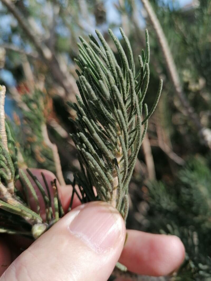 Melaleuca quadrifida — search result for 'Melaleuca'