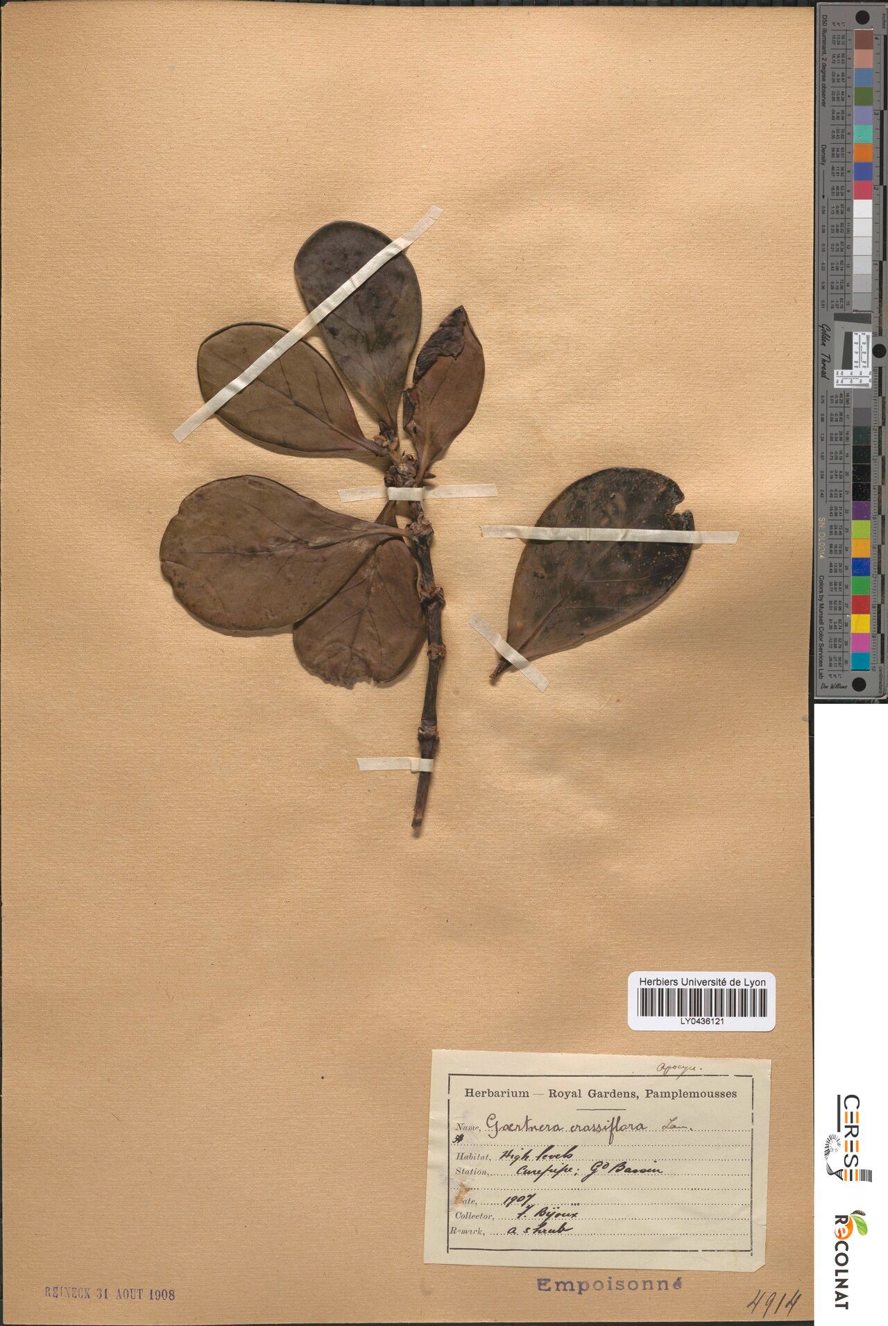 Gaertnera crassiflora — houseplant care guide