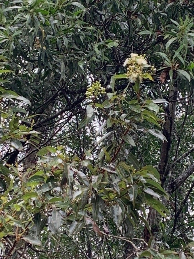 Corymbia intermedia flower