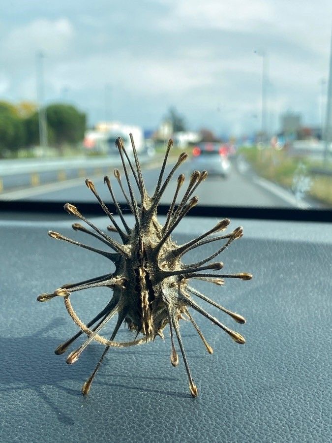 Uncarina grandidieri fruit