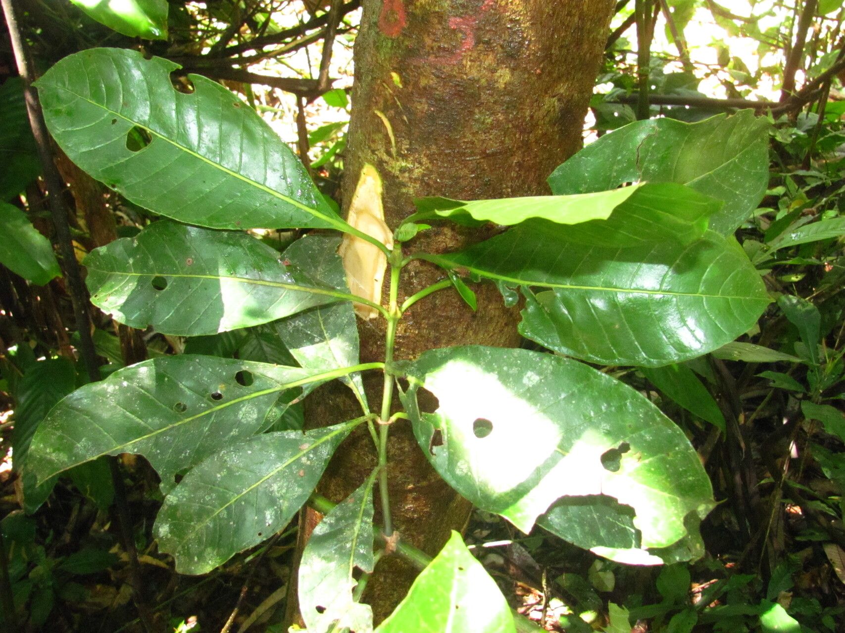 Psychotria gilletii bark