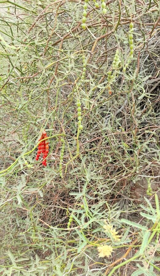 Prosopis argentina habit