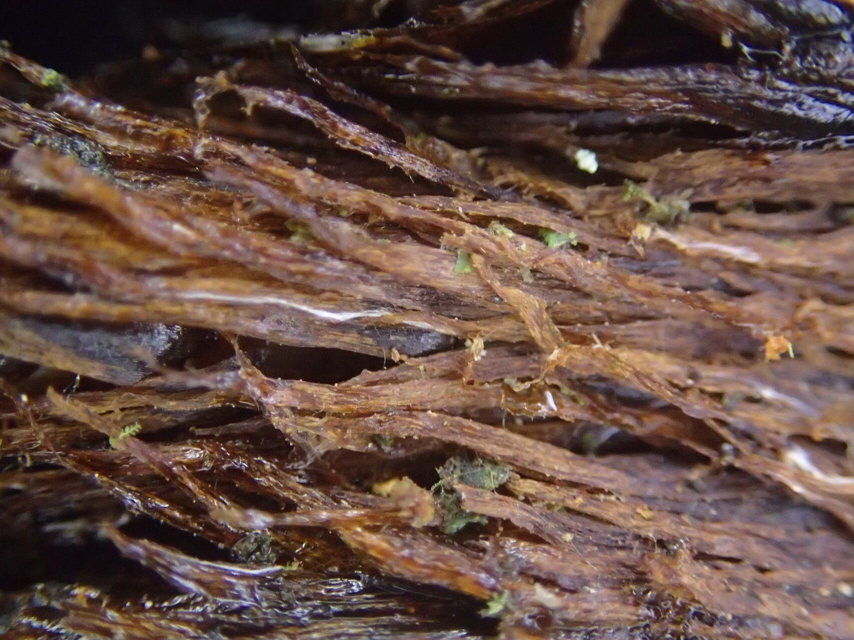 Lomariopsis muriculata other