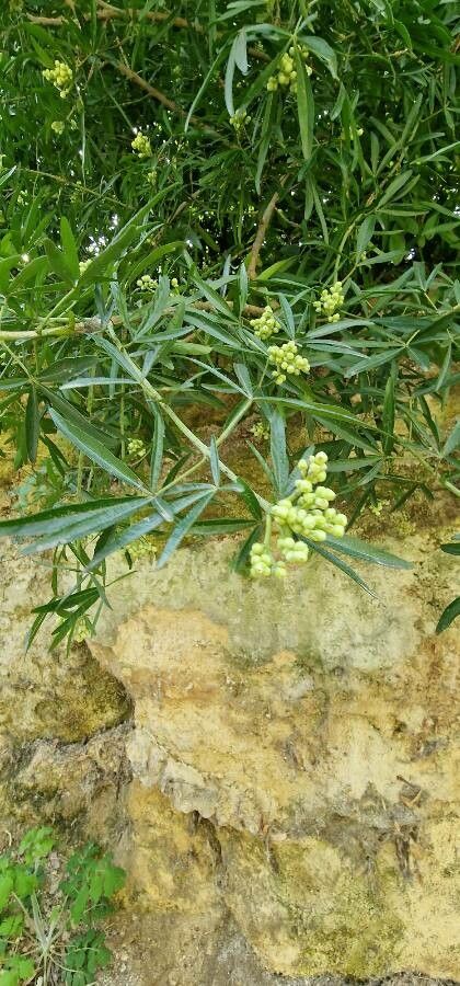 Cissus palmata flower