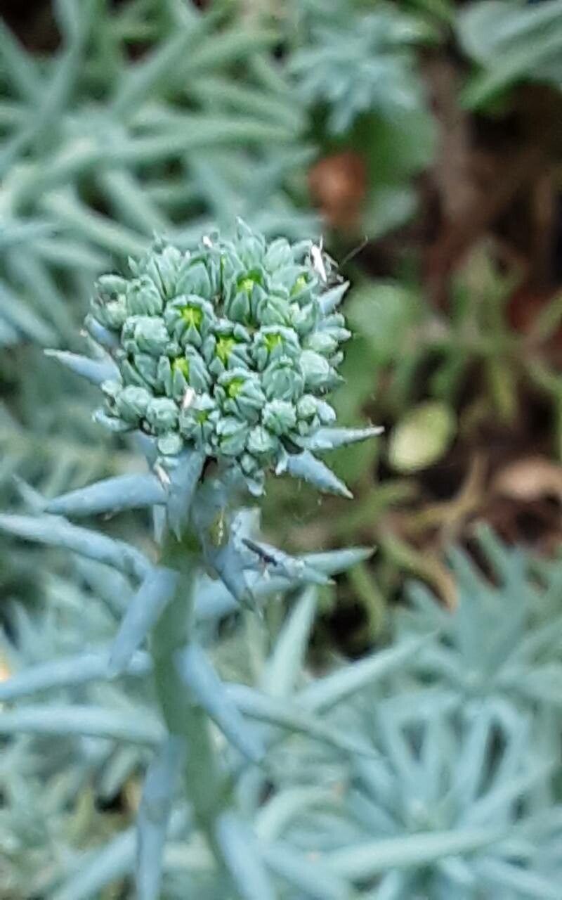 Petrosedum forsterianum flower