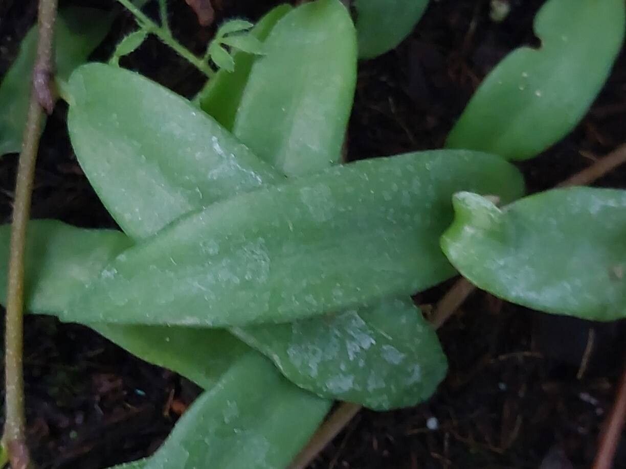 Begonia capillipes leaf