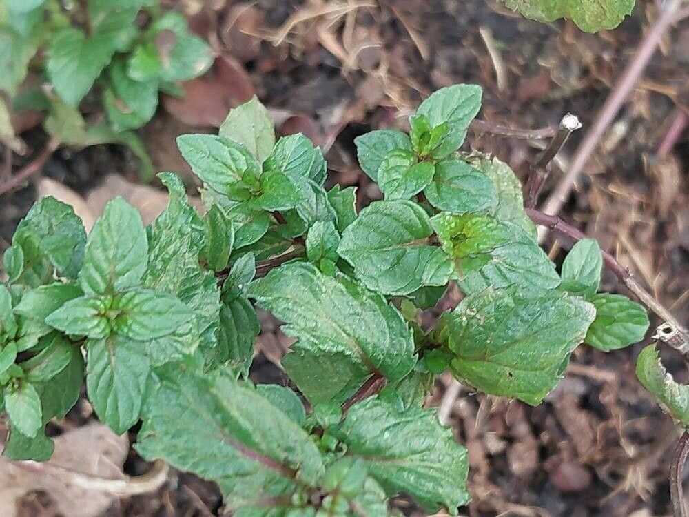 Mentha japonica — houseplant care guide