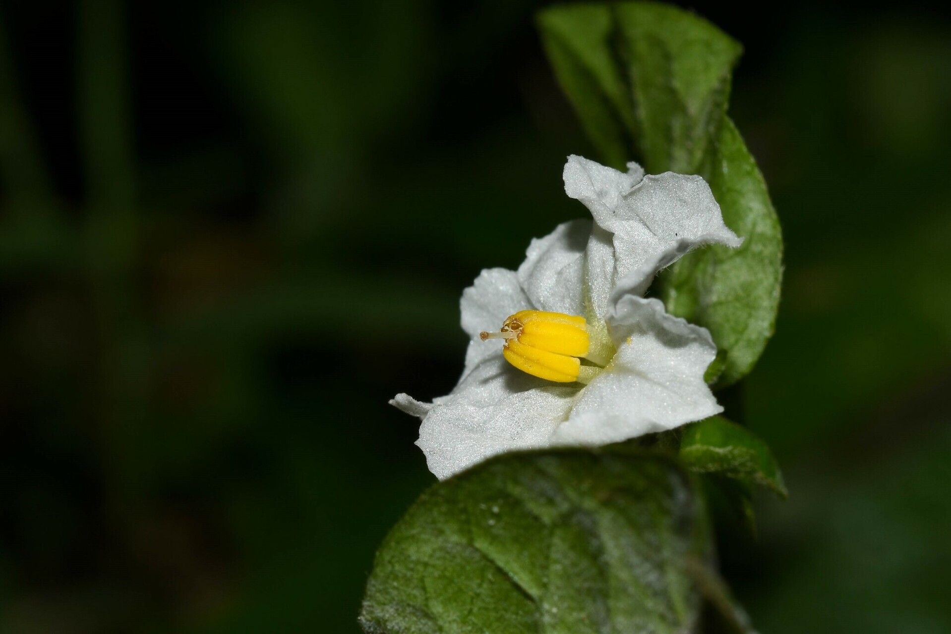 Solanum adscendens flower