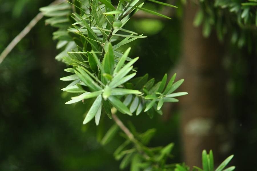 Saxegothaea conspicua — search result for 'Chile'