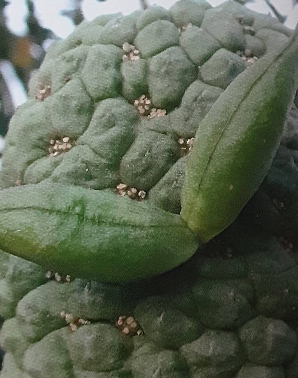 Larryleachia perlata fruit