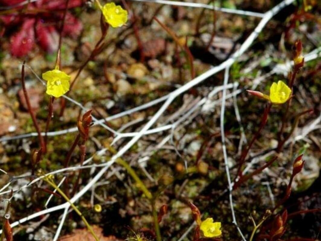 Philydrella pygmaea — houseplant care guide