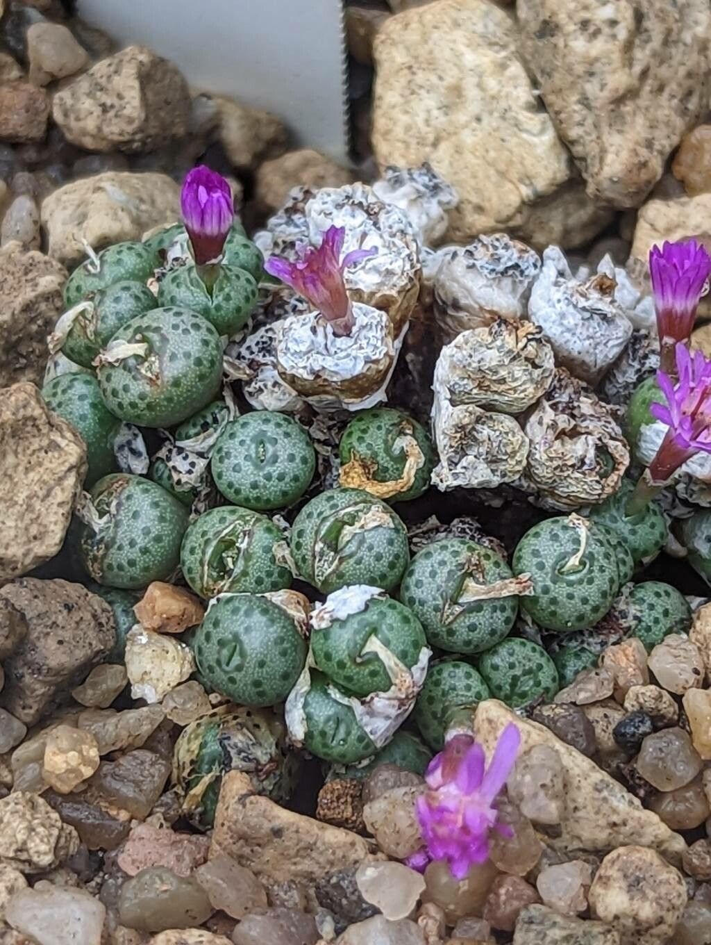 Conophytum obscurum — houseplant care guide