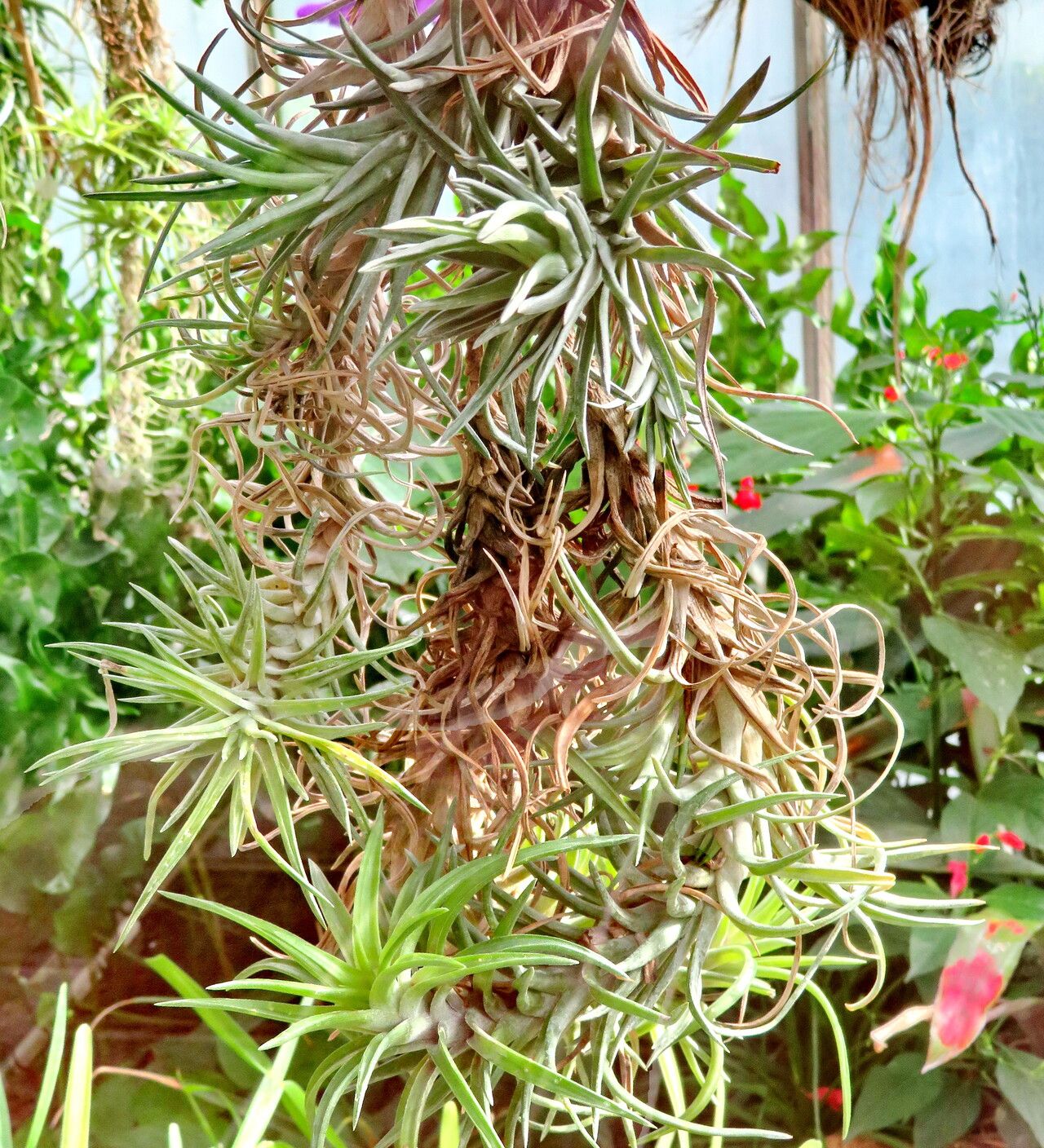Tillandsia neglecta habit