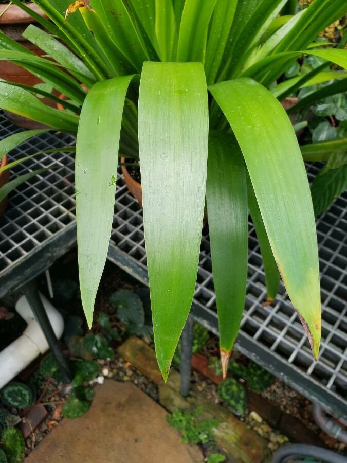 Neomarica northiana — search result for 'Iridaceae'