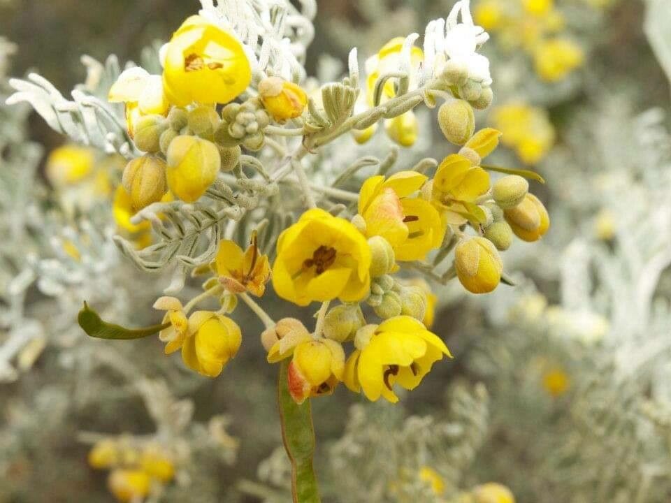 Senna artemisioides flower