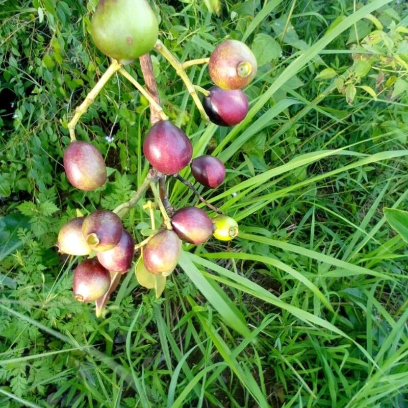 Syzygium brazzavillense fruit