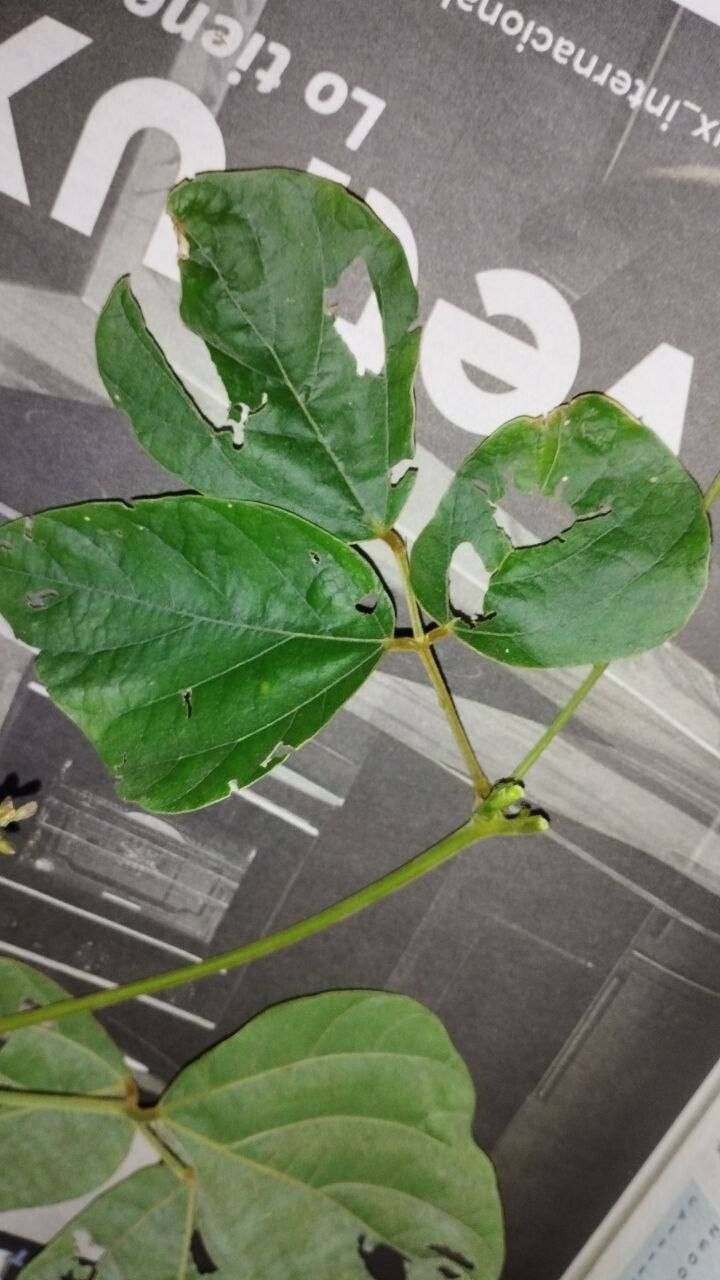 Calopogonium caeruleum leaf