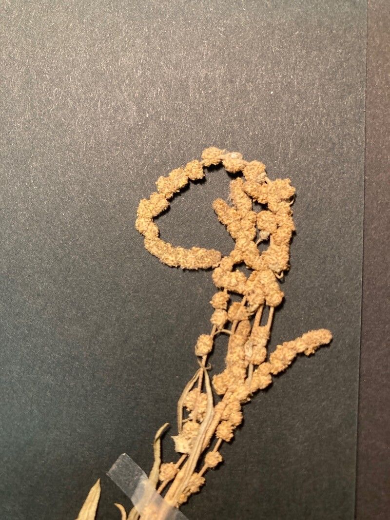 Atriplex tatarica flower