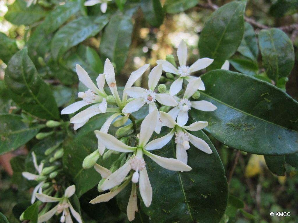 Turraea thouvenotii — houseplant care guide