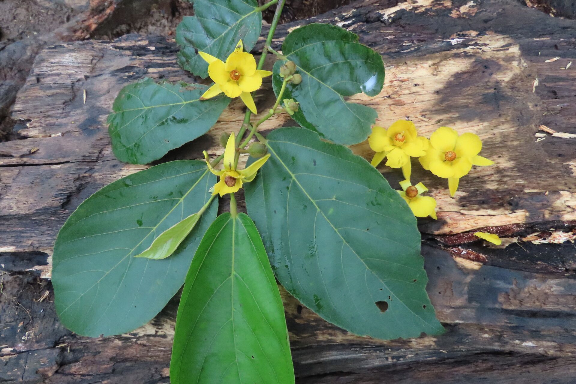 Apeiba membranacea leaf