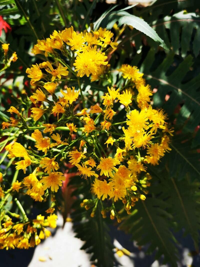 Sonchus palmensis flower