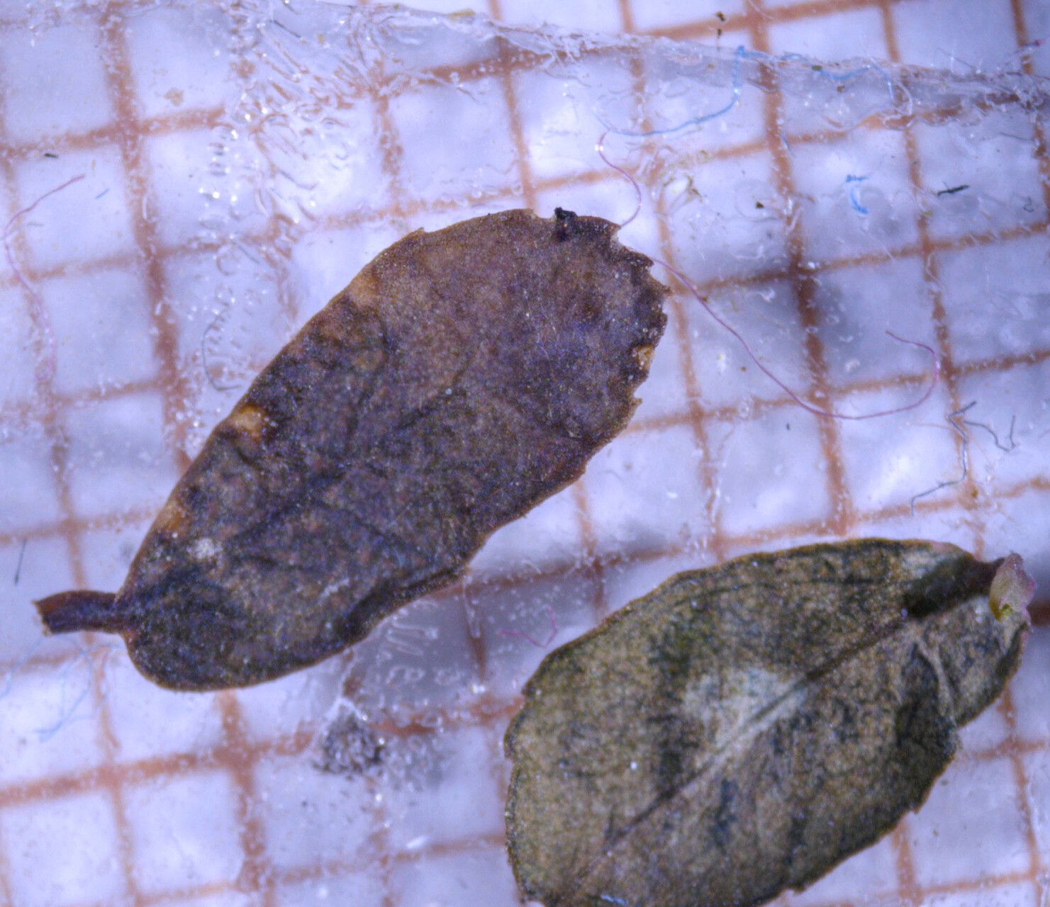 Euphorbia serpillifolia leaf