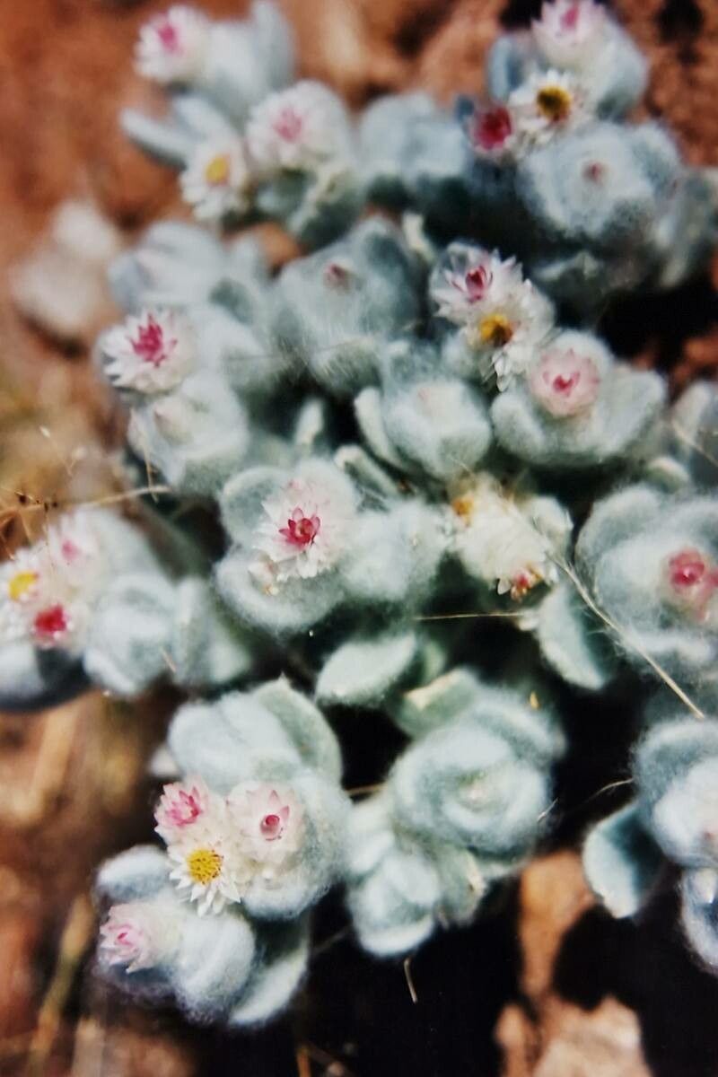 Helichrysum roseoniveum flower