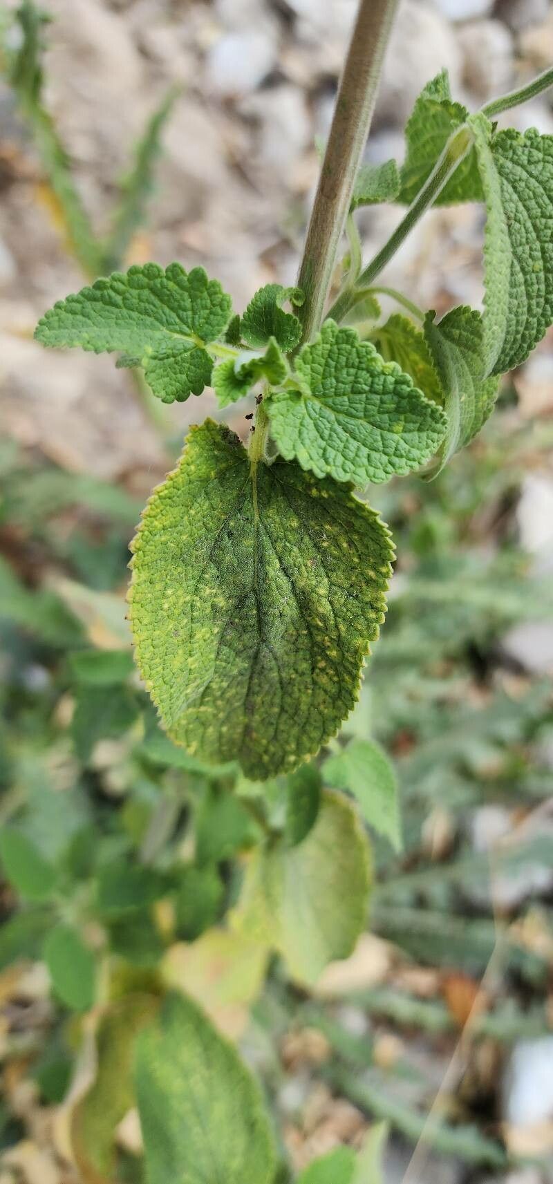 Stachys spectabilis — houseplant care guide