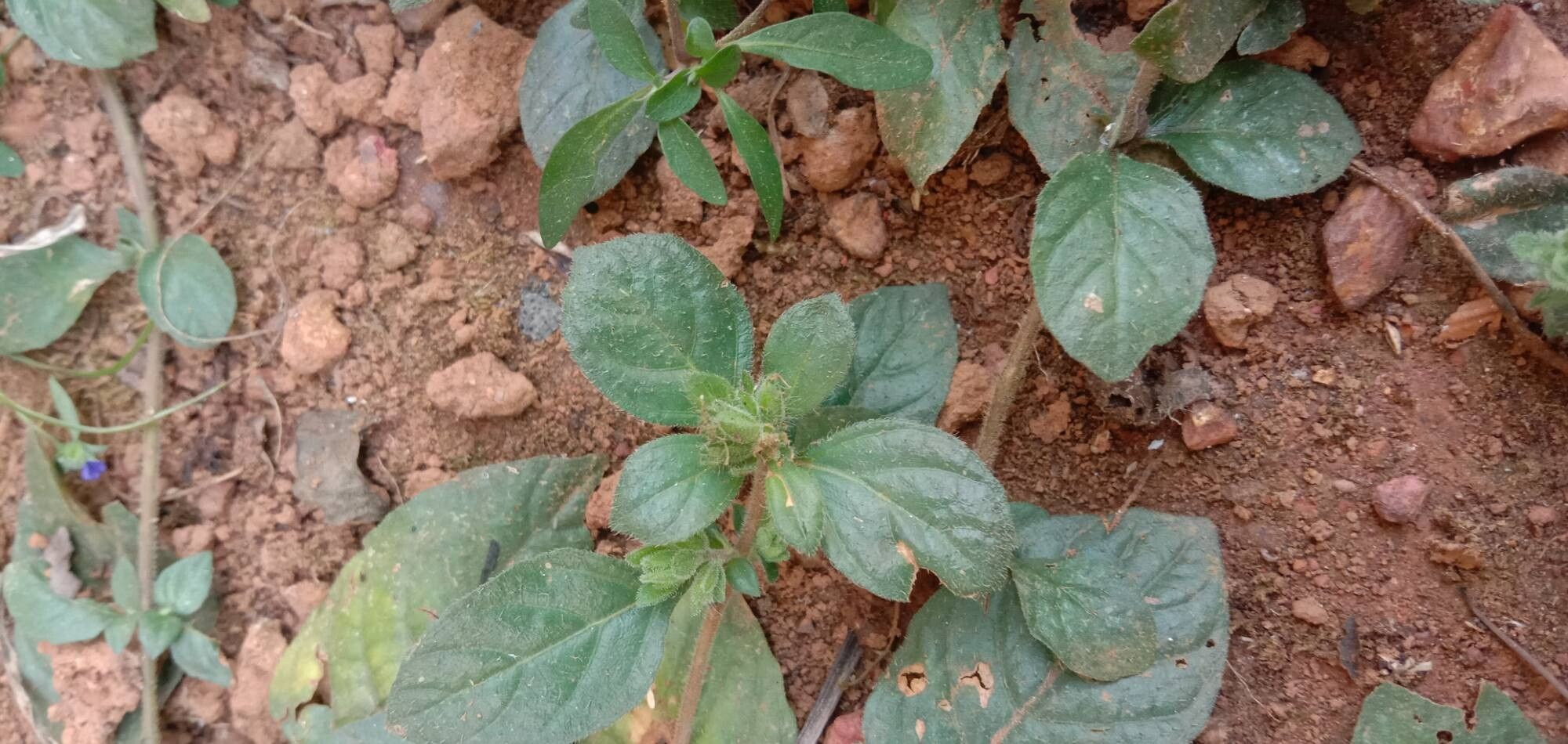 Staurogyne spatulata — search result for 'Staurogyne'