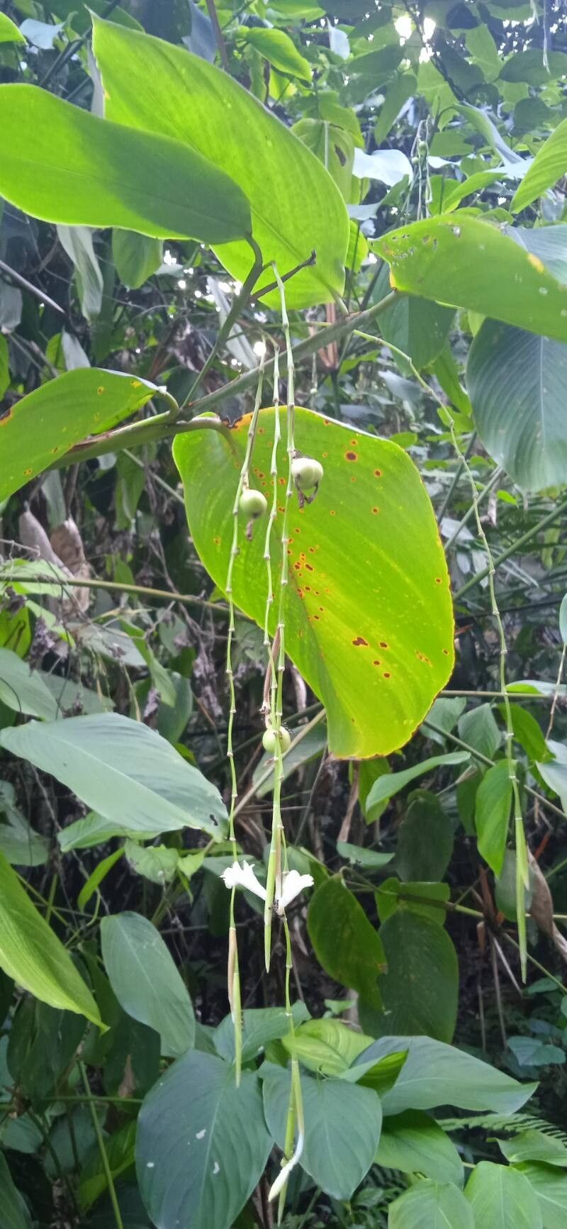 Donax canniformis — houseplant care guide