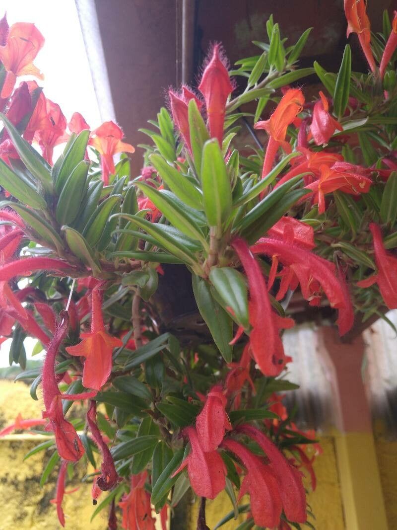 Columnea hirta flower