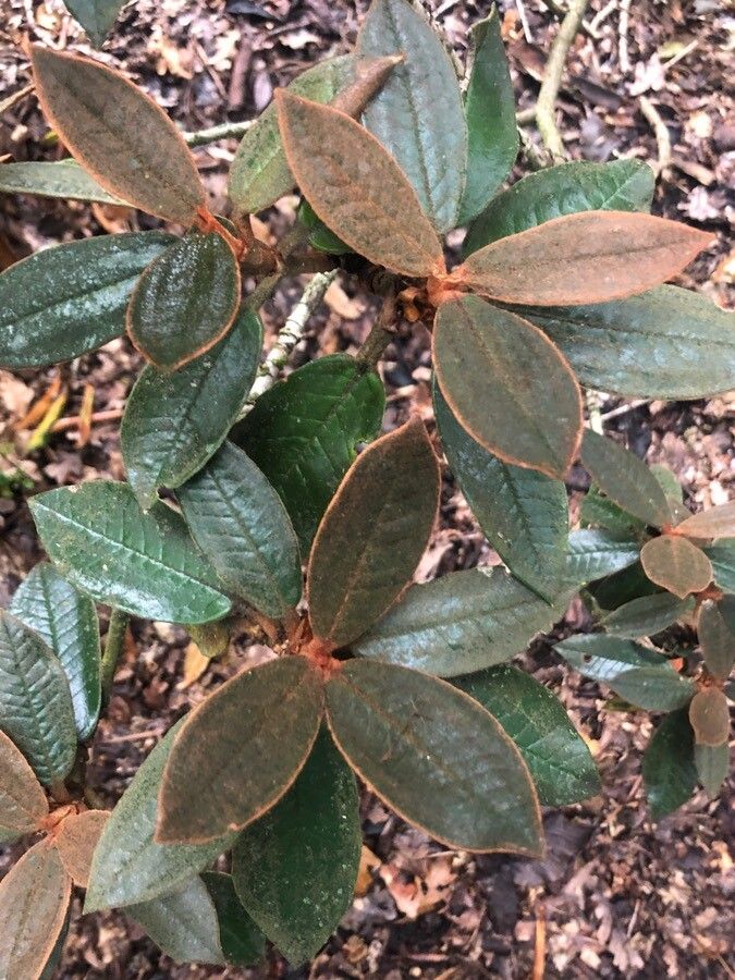 Rhododendron bureavii — houseplant care guide