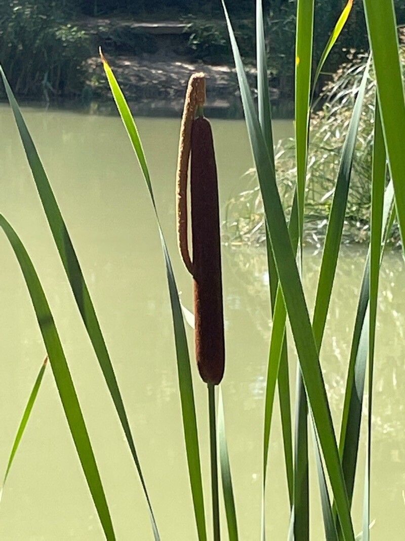 Typha angustifolia flower