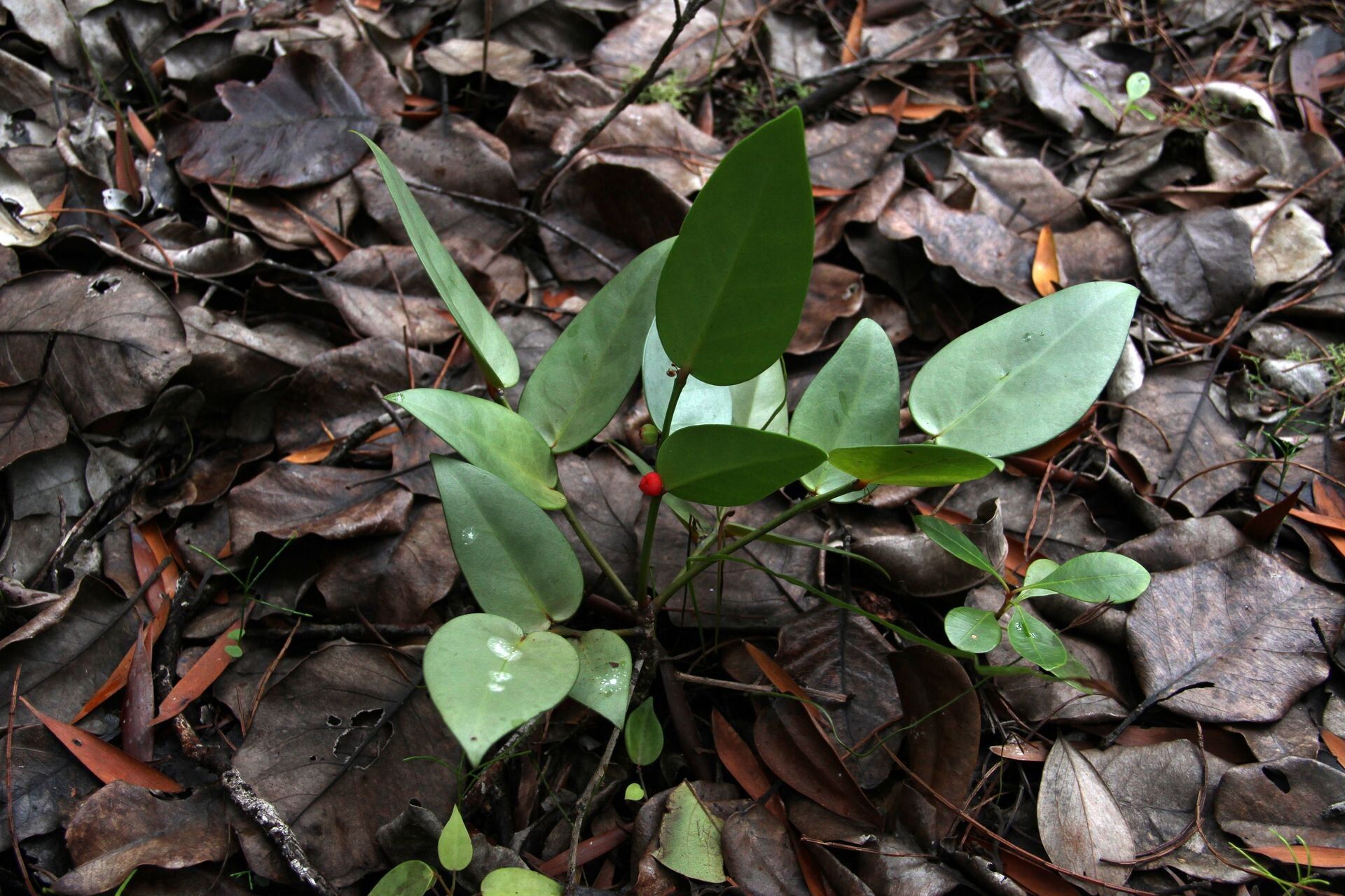 Phyllanthus pronyensis habit