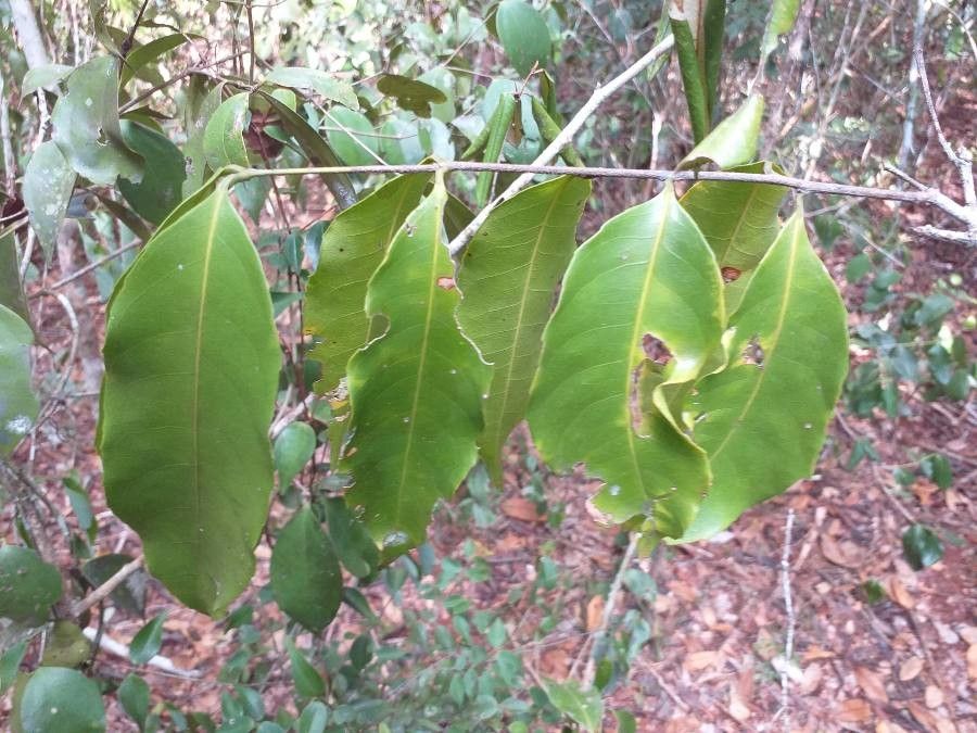 Vepris sansibarensis leaf